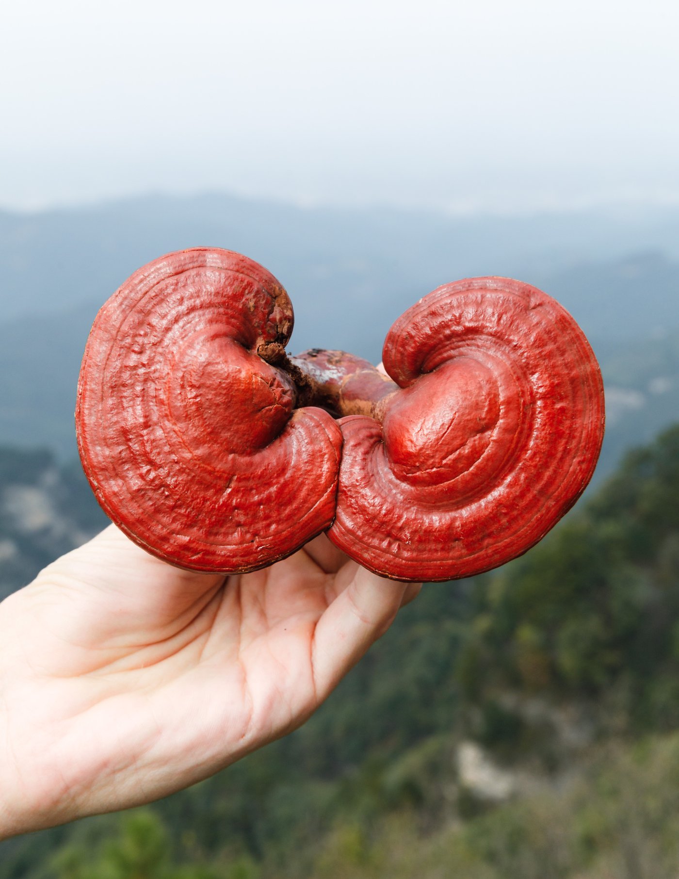 Reishi