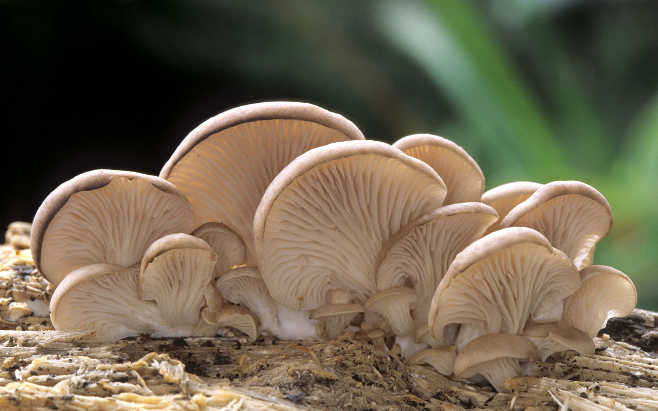 pleurotus ostreatus2